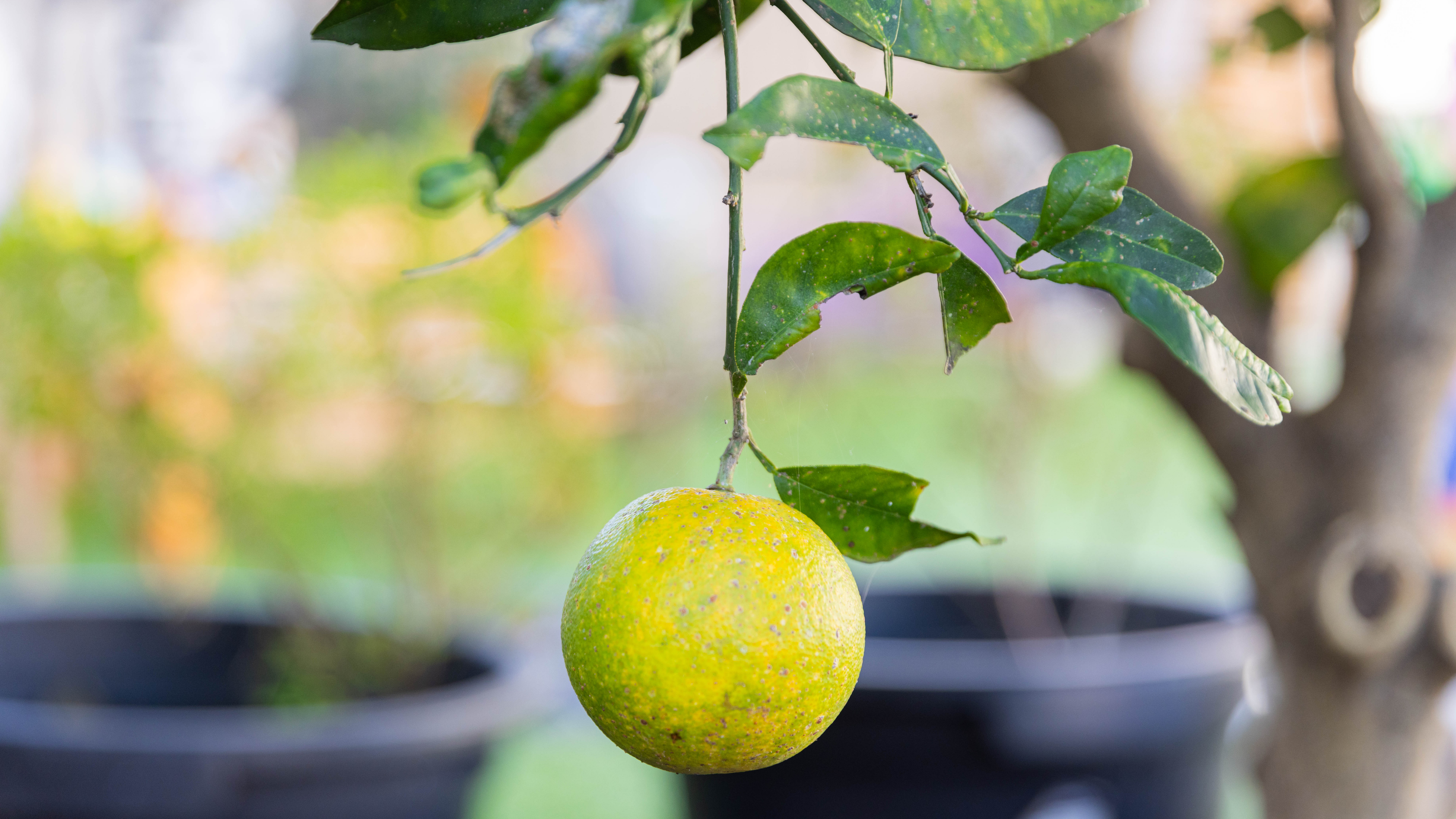 Health and Nutrition